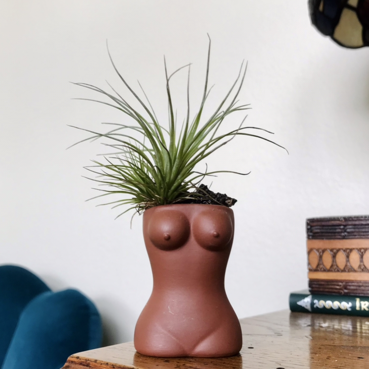 Tillandsia andreana plant in a human torso-shaped pot on a wooden surface.