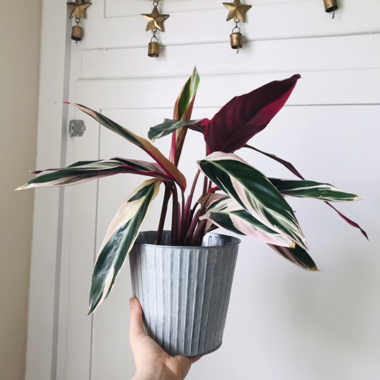 Photo of the plant species Triostar Stromanthe by @Nataleaf named Alcina on Greg, the plant care app