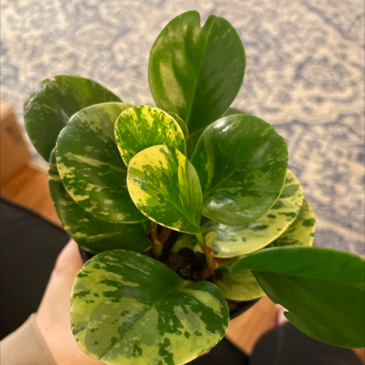 Baby Rubber Plant plant photo by @leahstray named Rob Moose on Greg, the plant care app.