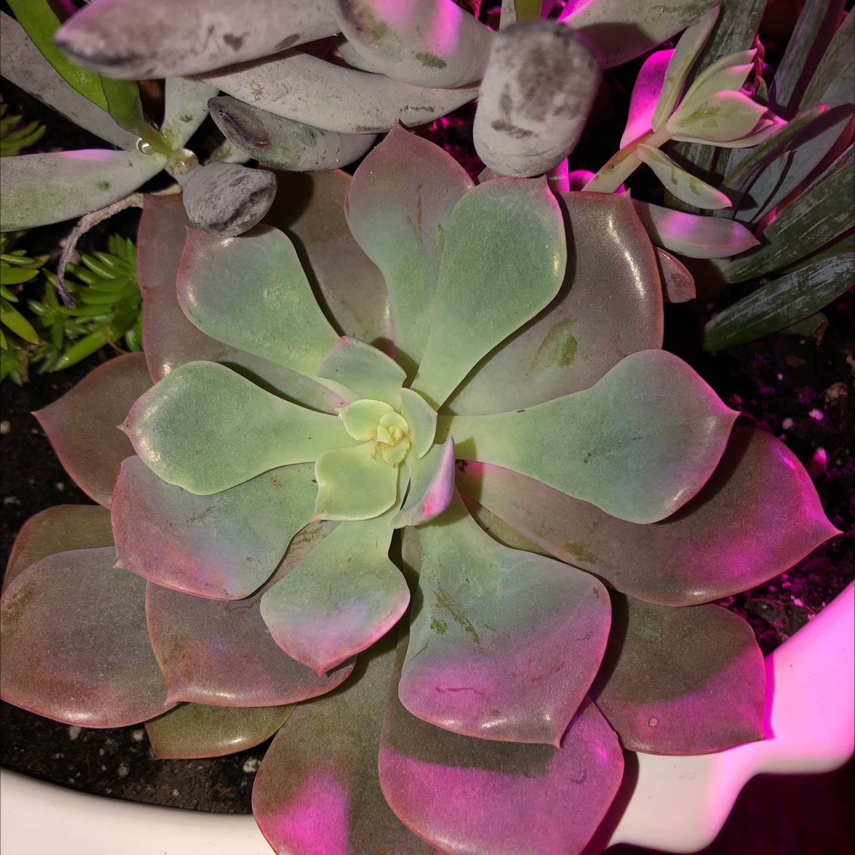 Graptoveria 'Debbie' succulent with rosette leaves, slight discoloration, well-framed.
