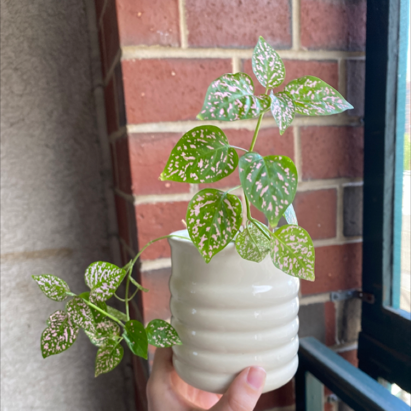 Photo of the plant species Polka Dot Plant by @brighttheknight named Rosie Cotton on Greg, the plant care app