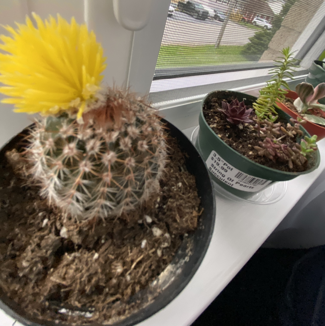 Texas Rainbow Cactus with a yellow flower in a pot with visible soil, alongside other plants.