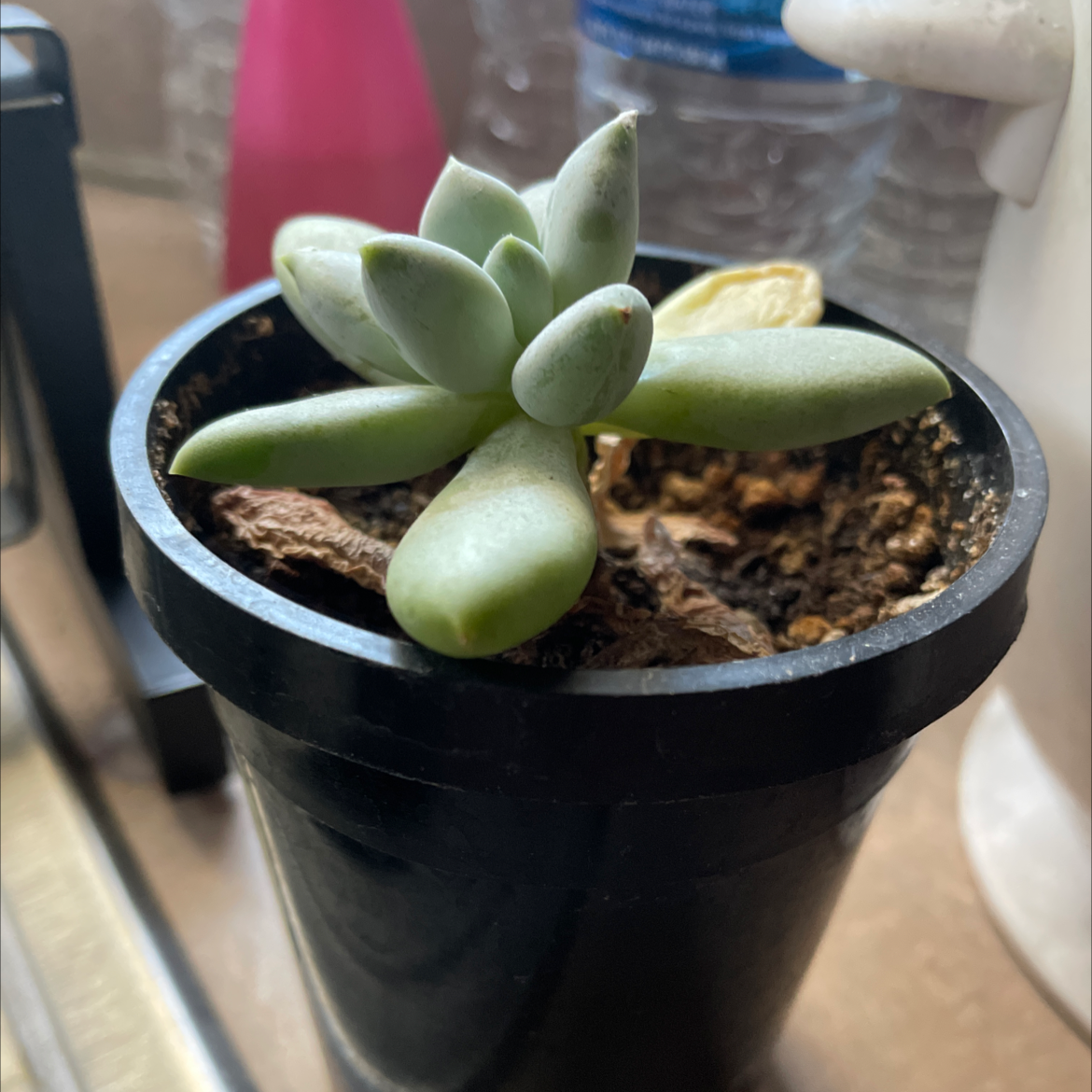 Pachyphytum 'Moon Silver' plant in a black pot with some yellowing on one leaf.