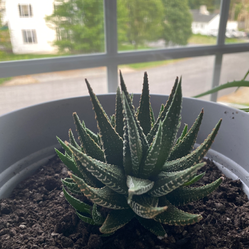 Zebra Plant plant photo by Sofia named Zion on Greg, the plant care app.