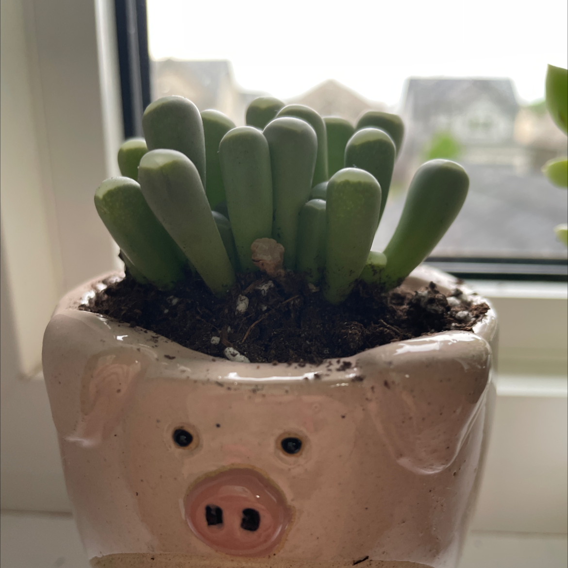Photo of the plant species Bunny Succulent by Maddy  named BLT on Greg, the plant care app