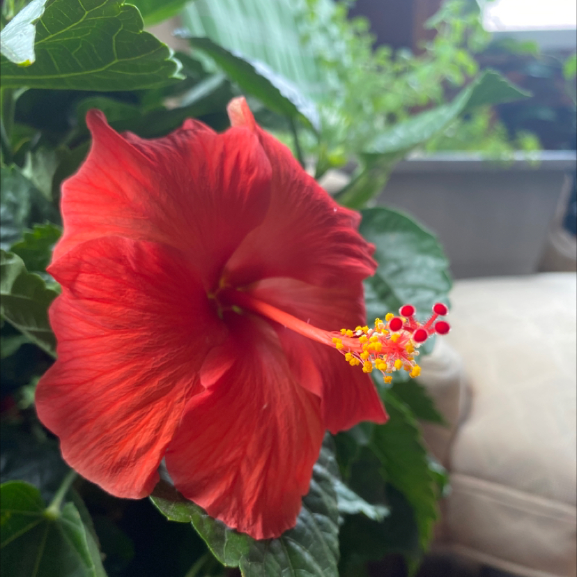 Rose Mallow plant photo by @Collyflower named Archimedes on Greg, the plant care app.