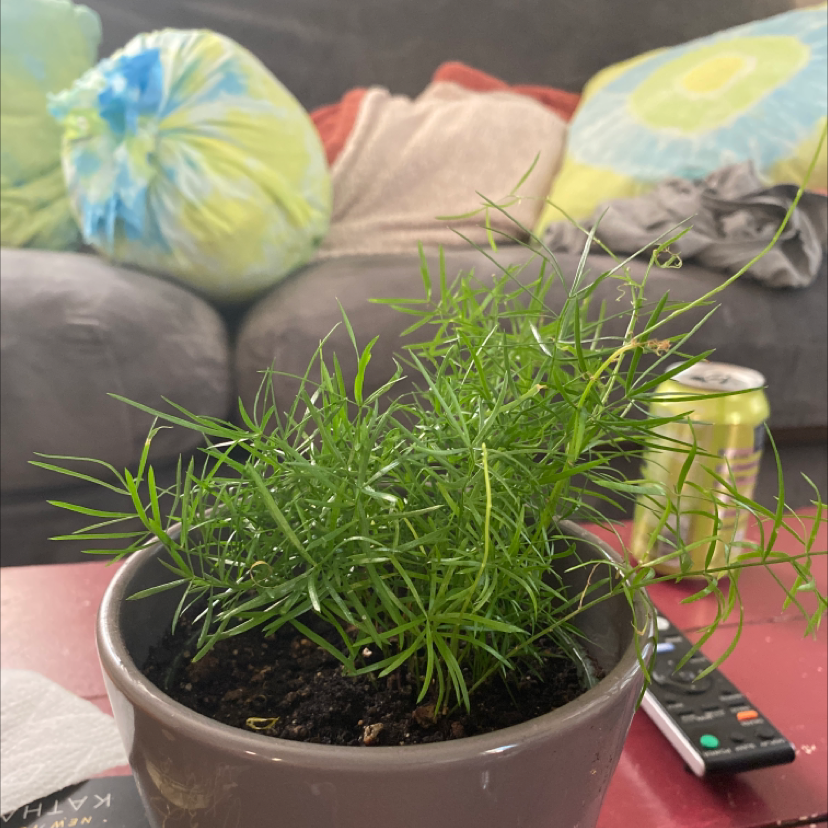 Potted Sprenger's Asparagus plant with healthy, needle-like leaves. Soil is visible.