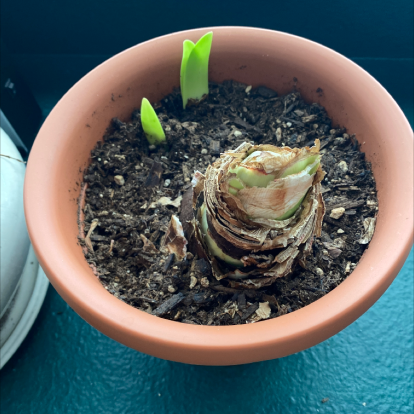 Potted Striped-Tubed Amaryllis with new green shoots emerging from the soil.