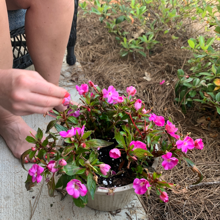 Potted New Guinea Impatiens with pink flowers and a hand tending to it.