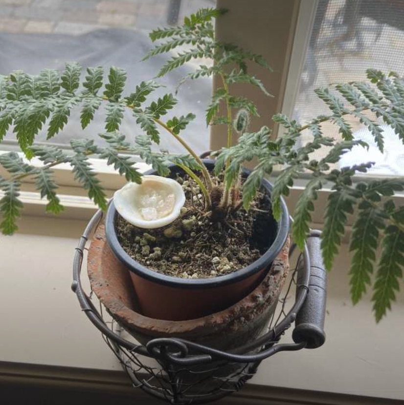 Plant care for Contorted Royal Fern on Greg, the plant care app