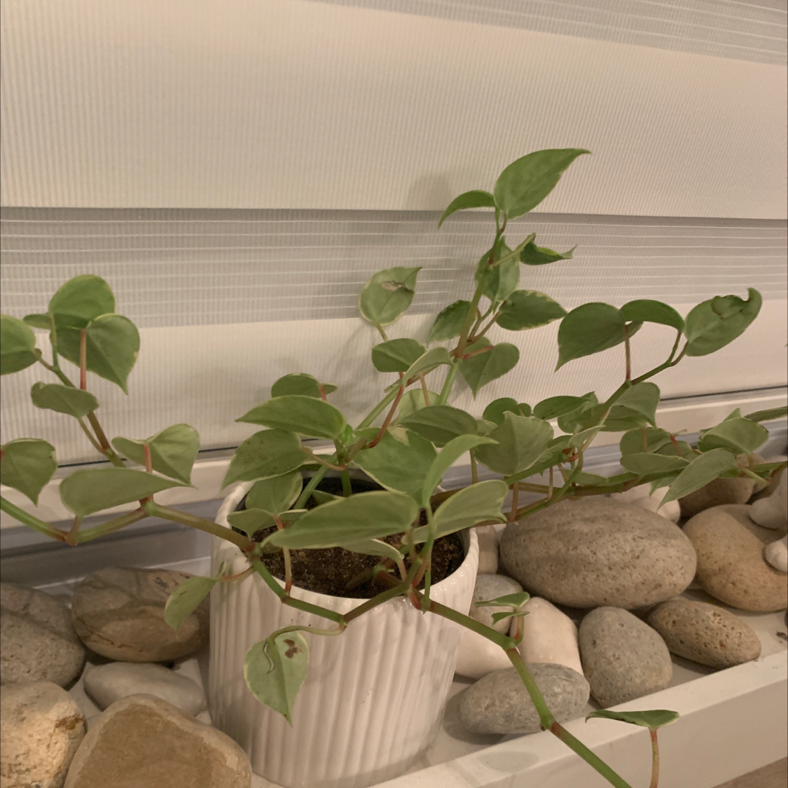 Photo of the plant species Vining Peperomia by @Charlatte92 named Evie Oddly on Greg, the plant care app