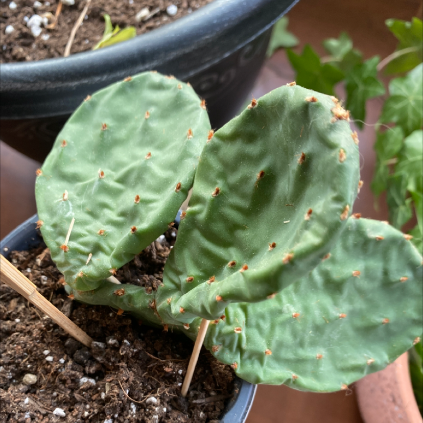 Photo of the plant species Smooth Prickly Pear by Carlie named Jerk on Greg, the plant care app