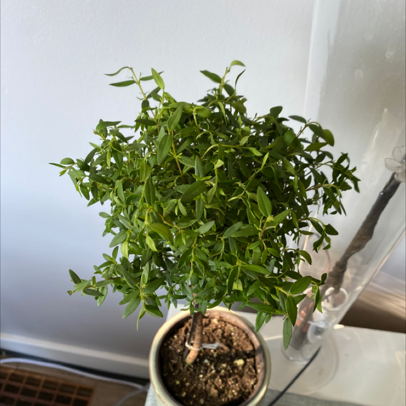 Potted Common Myrtle plant with dense green foliage, visible soil, well-framed and in focus.