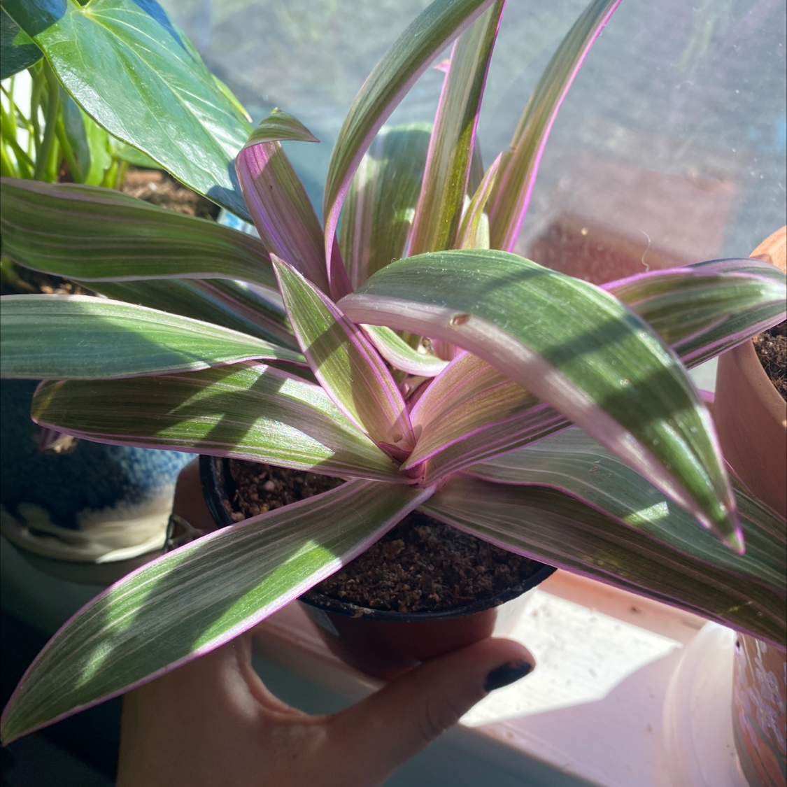 Healthy variegated Moses-in-the-Cradle houseplant with dark green and pinkish-purple striped leaves in a small brown pot.