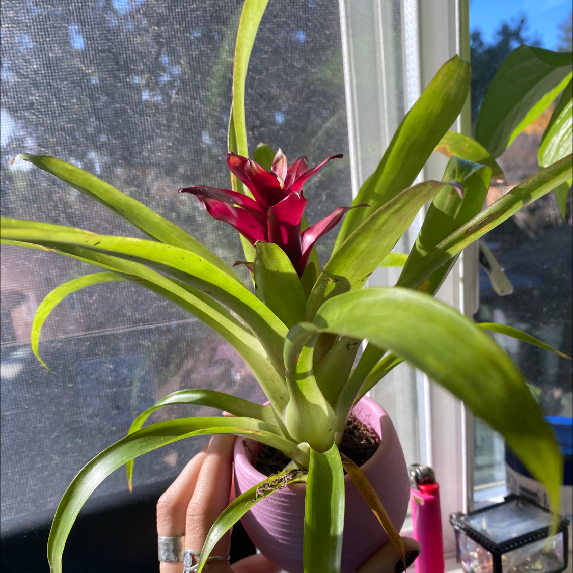 Urn Plant with vibrant green leaves and a red flower, potted near a window.