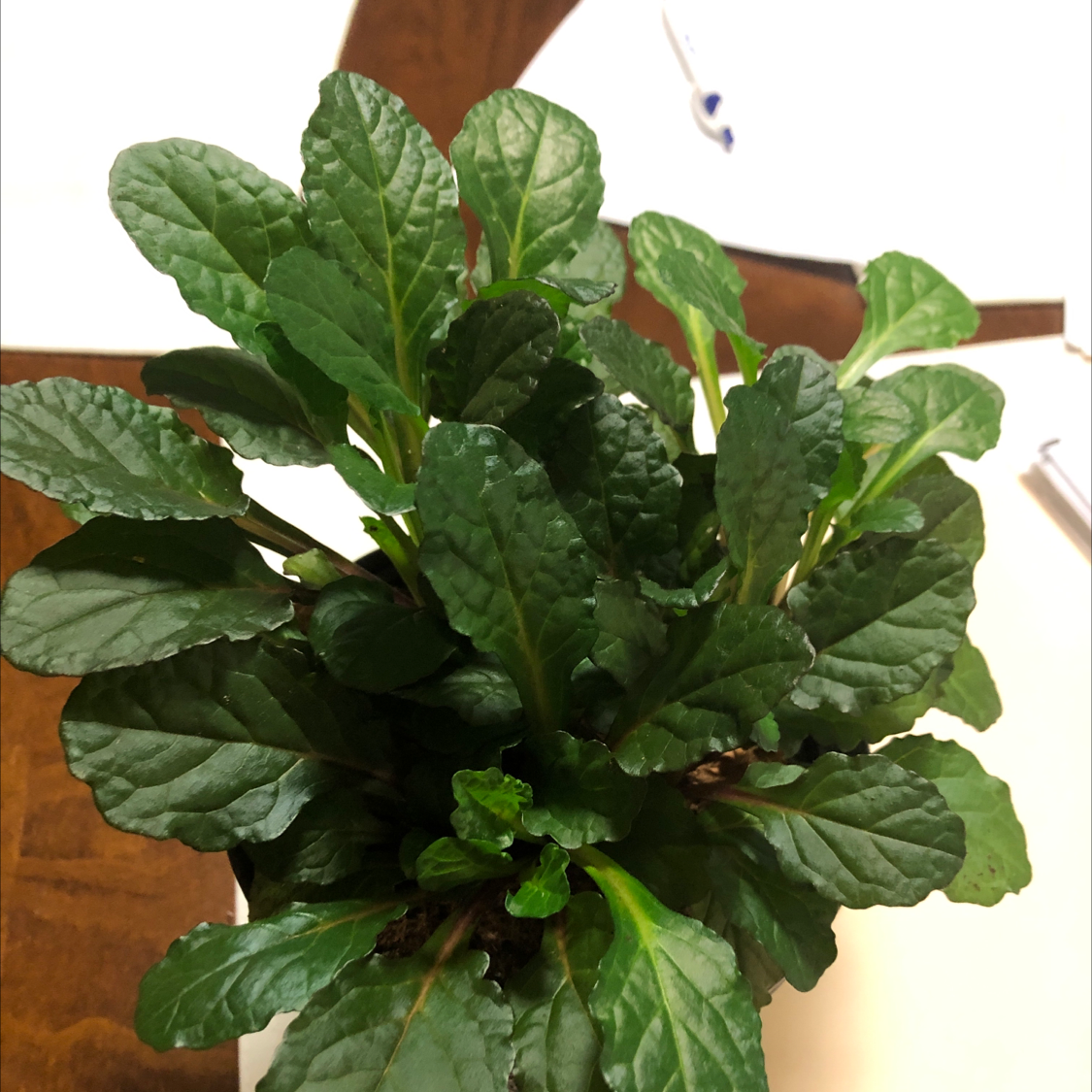 Photo of the plant species Blue Bugle by Robert named Your plant on Greg, the plant care app
