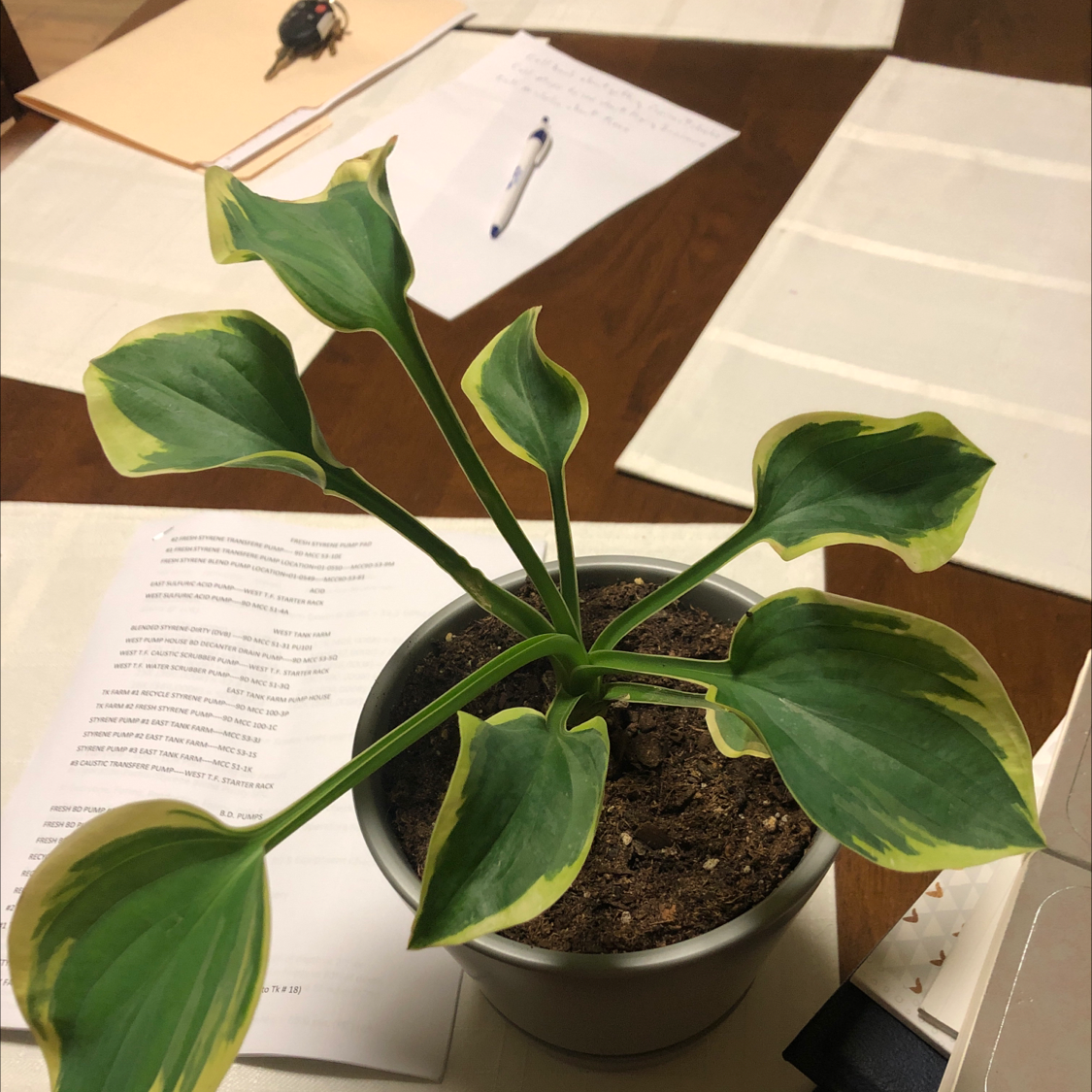 Photo of the plant species Plantain Lily by Robert named Your plant on Greg, the plant care app