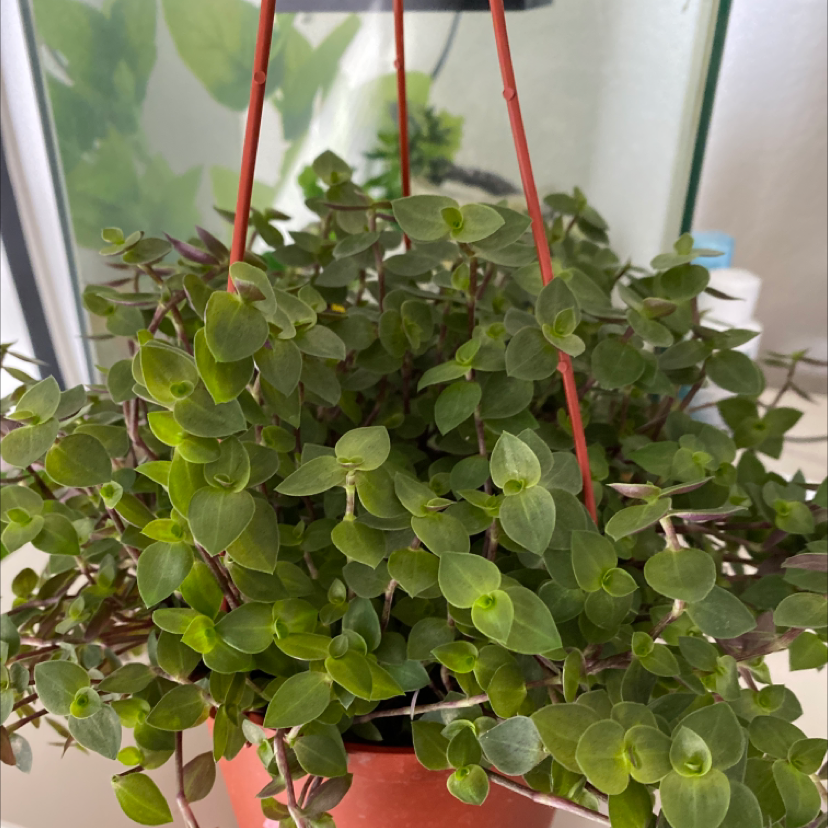 Vibrant and healthy Creeping Inch Plant with trailing green foliage in a red hanging basket, exemplary specimen.