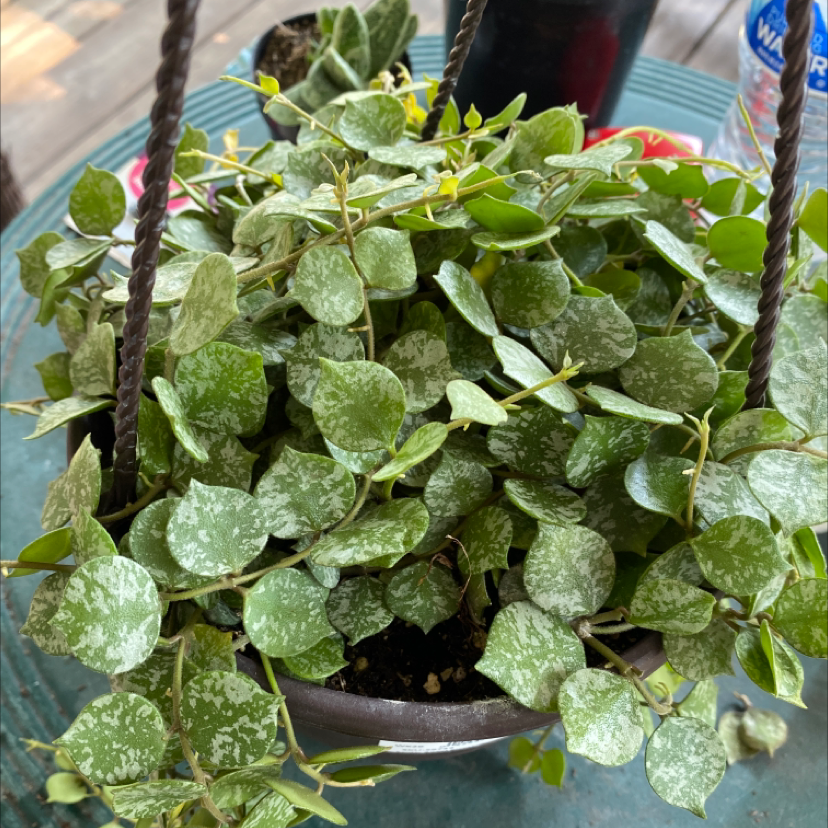 Healthy Fung Wax Flower plant with variegated leaves in a hanging pot.