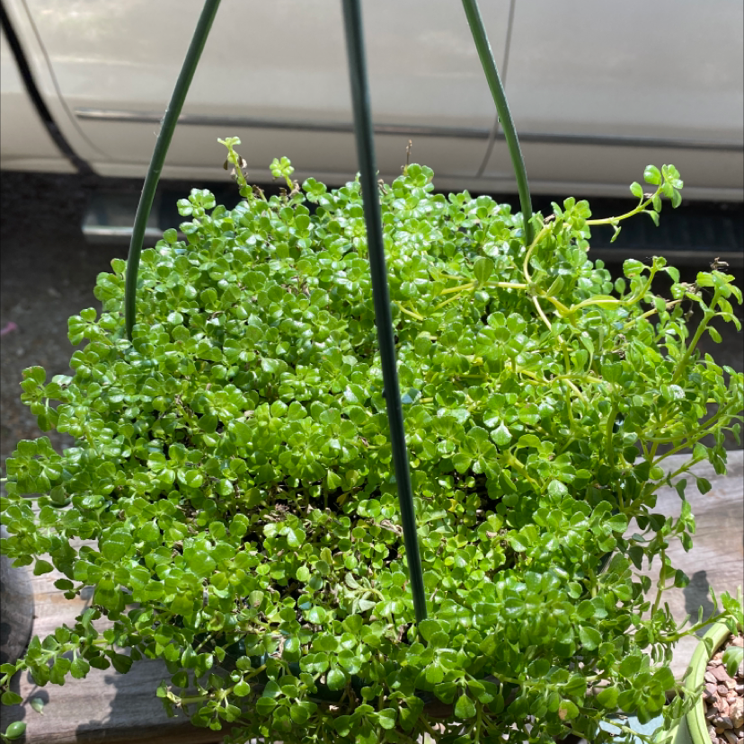 Common Thyme plant photo by Dolores named Naomi on Greg, the plant care app.