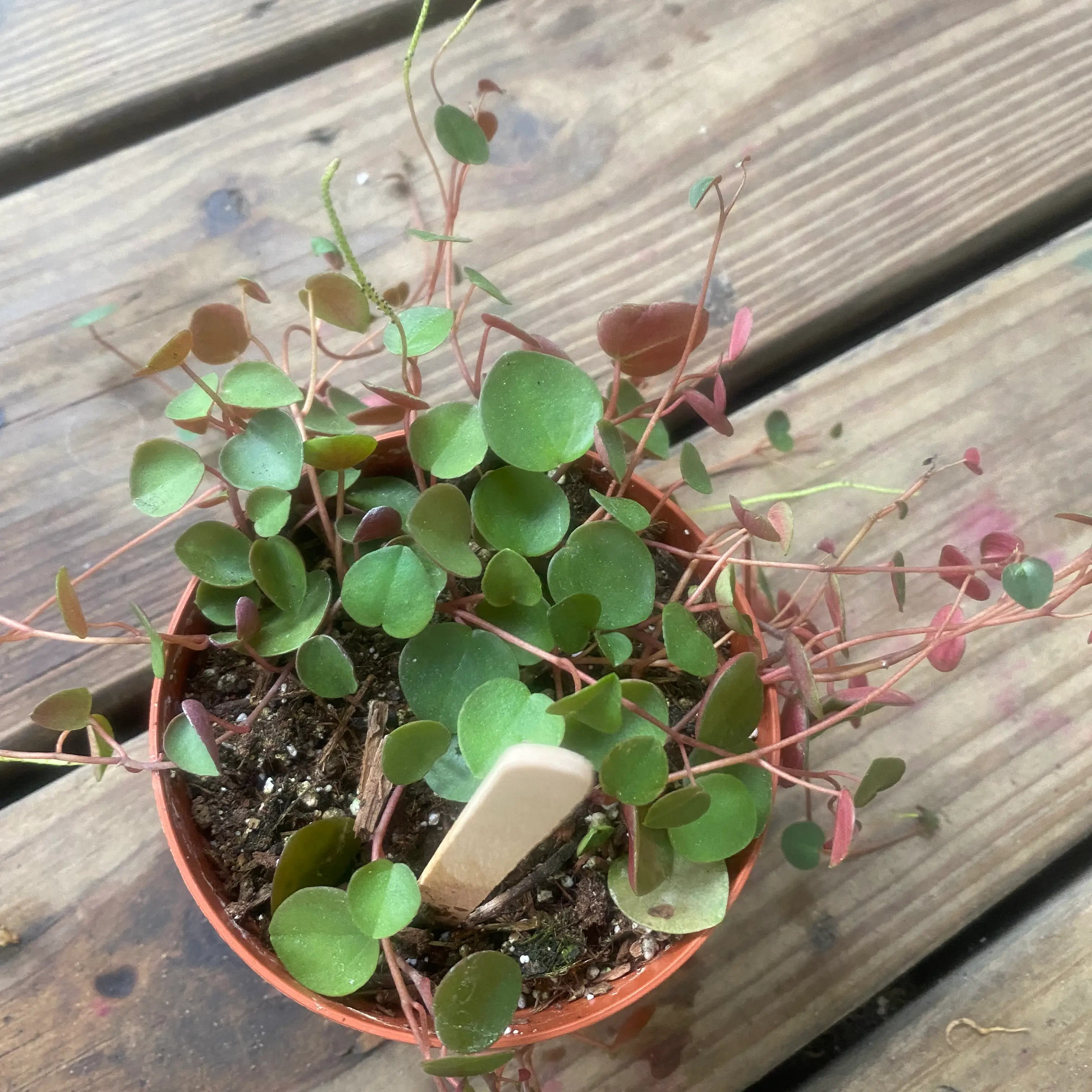 💧 How Much Humidity Does My Peperomia 'Ruby Cascade' Need?