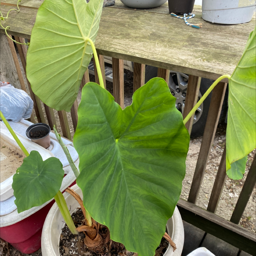 My Arrowleaf Elephant Ear's Light Requirements