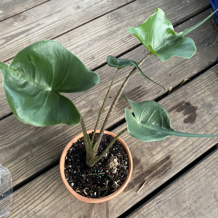 Potted Stingray Elephant Ear plant with green leaves on a wooden surface.