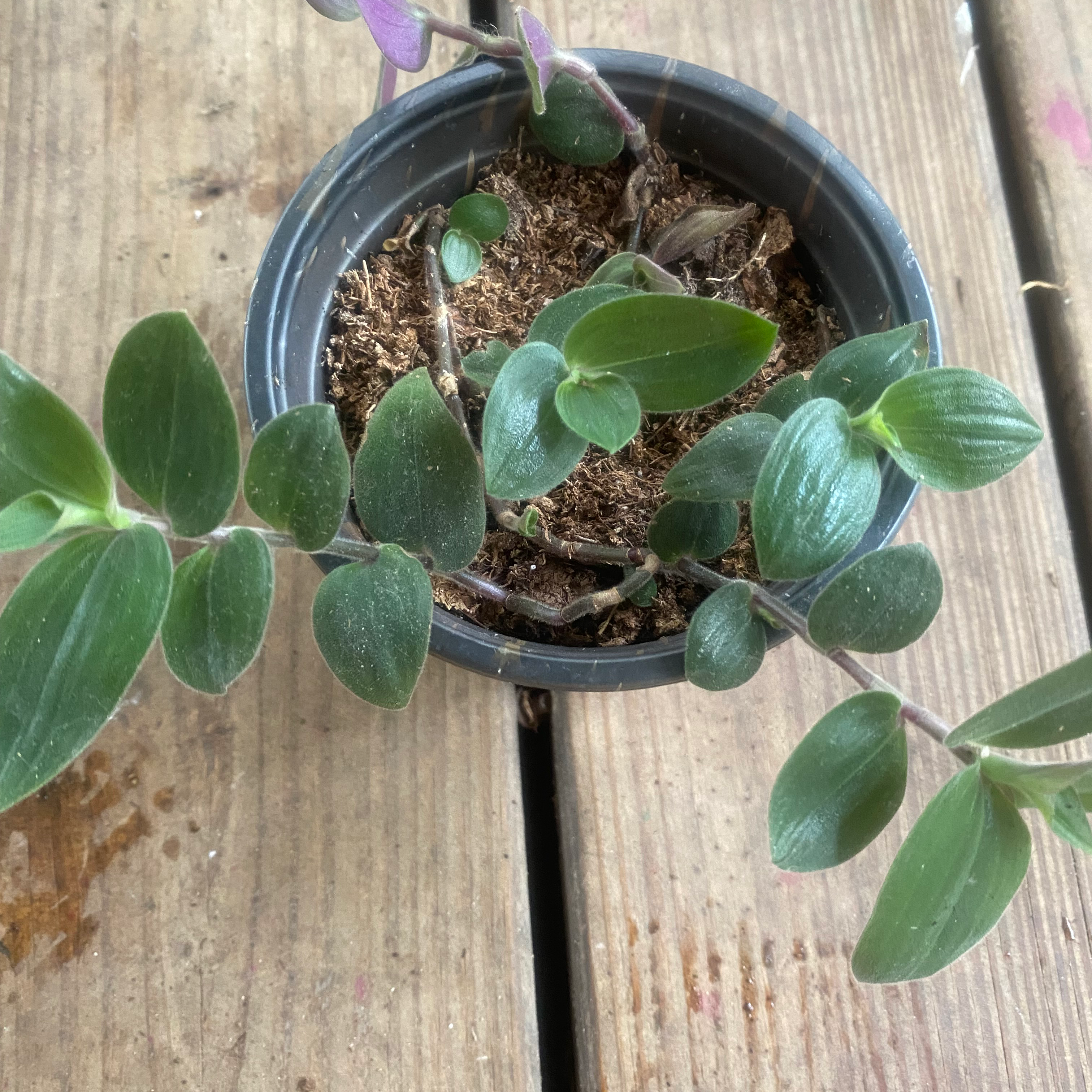 Potted Baby Bunny Bellies plant with green leaves, visible soil, and wooden background.