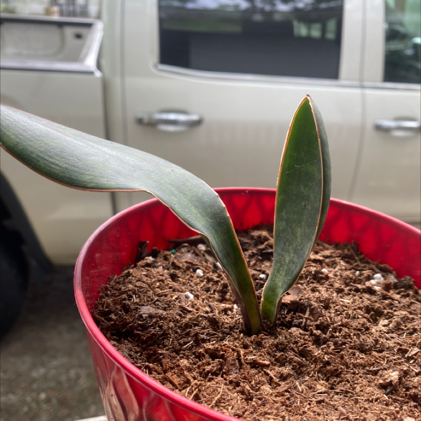 Whale Fin Snake Plant in a red pot with visible soil, background includes a vehicle.