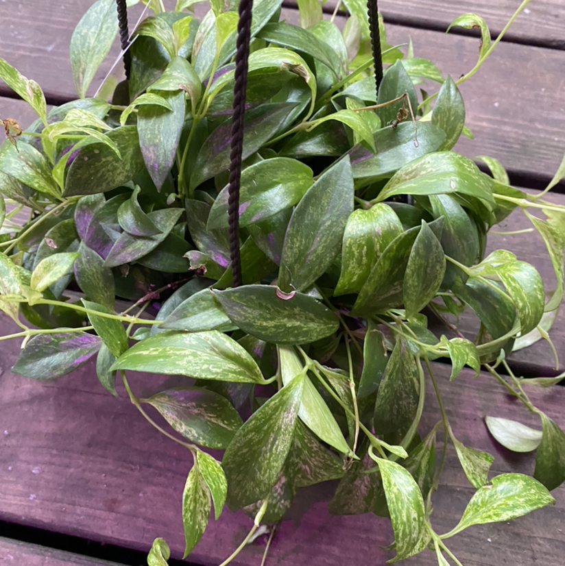 Variegated Lipstick Vine in a hanging pot with vibrant green leaves and variegation.