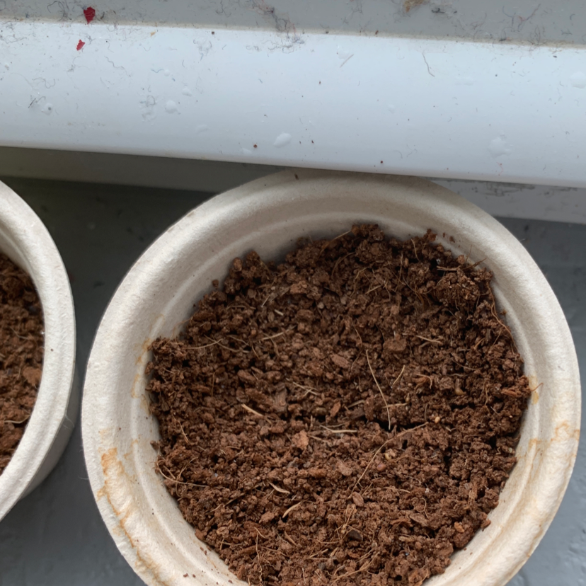 Strawberry plant photo by @kissryn named berra on Greg, the plant care app.