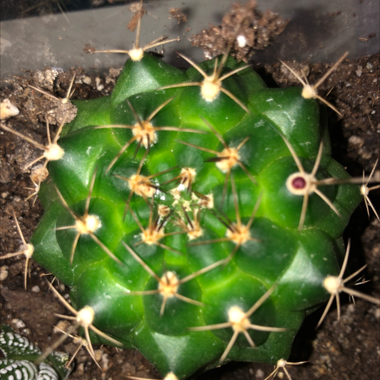 Top view of a healthy Texas Barrel Cactus with visible spines and soil.