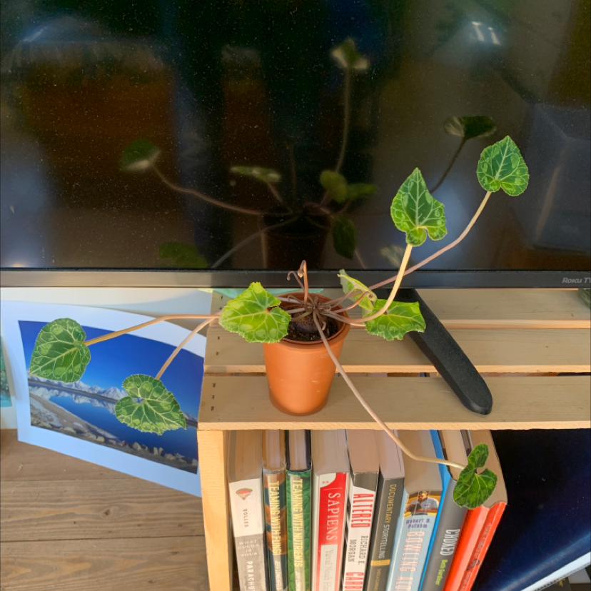 Healthy Persian Cyclamen plant with pink flowers and patterned leaves, with a hand pointing at a leaf, on a wooden shelf with books.