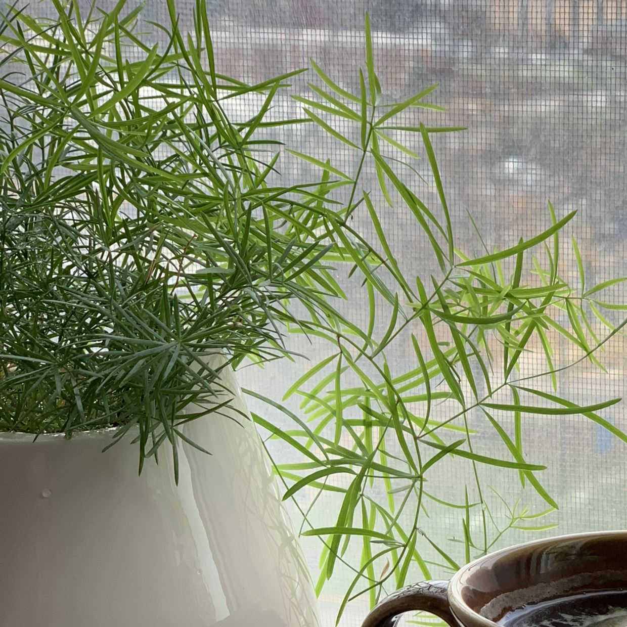 Sprenger's Asparagus plant in a white pot near a window with natural light.