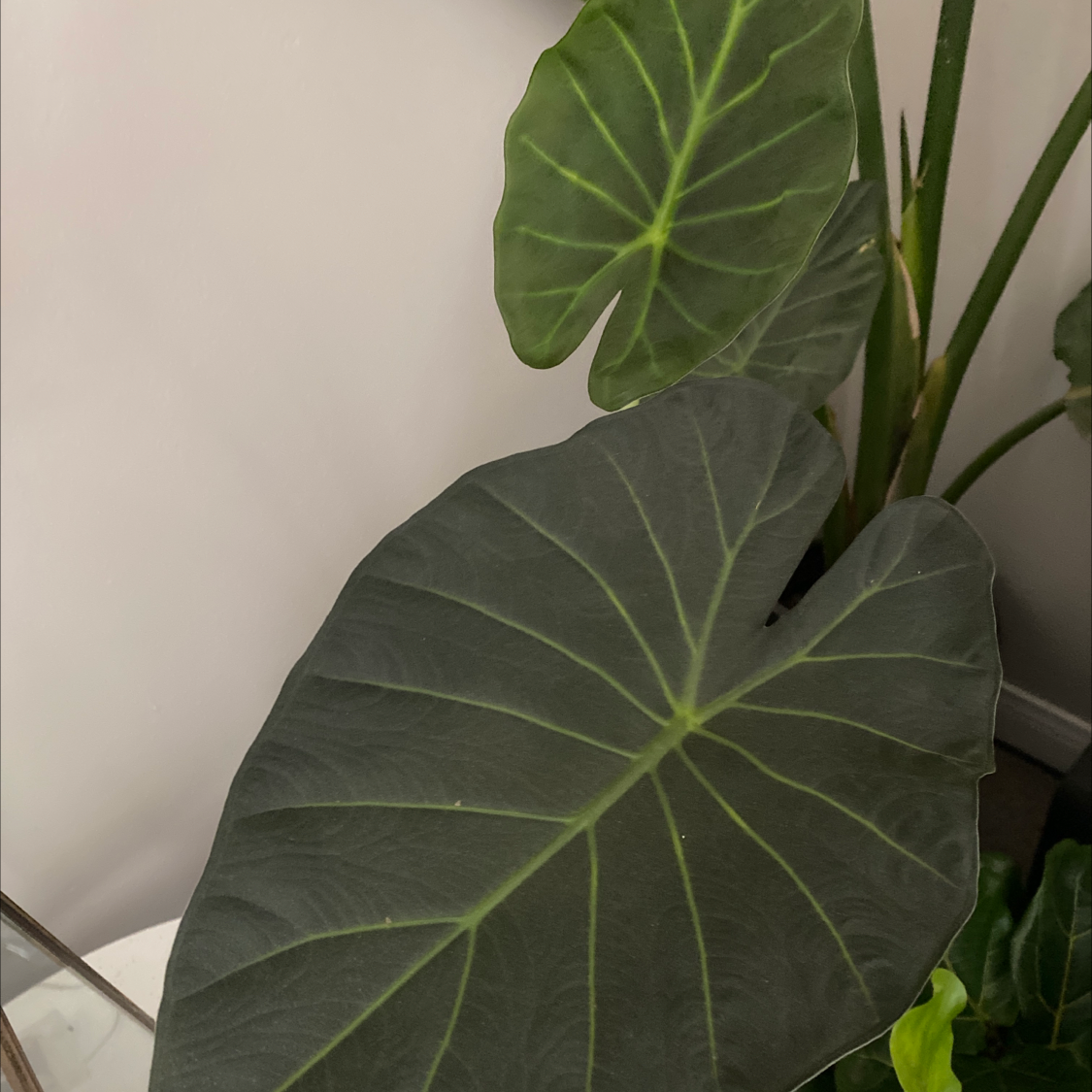 Arrowleaf Elephant Ear plant with large, dark green leaves and prominent veins.