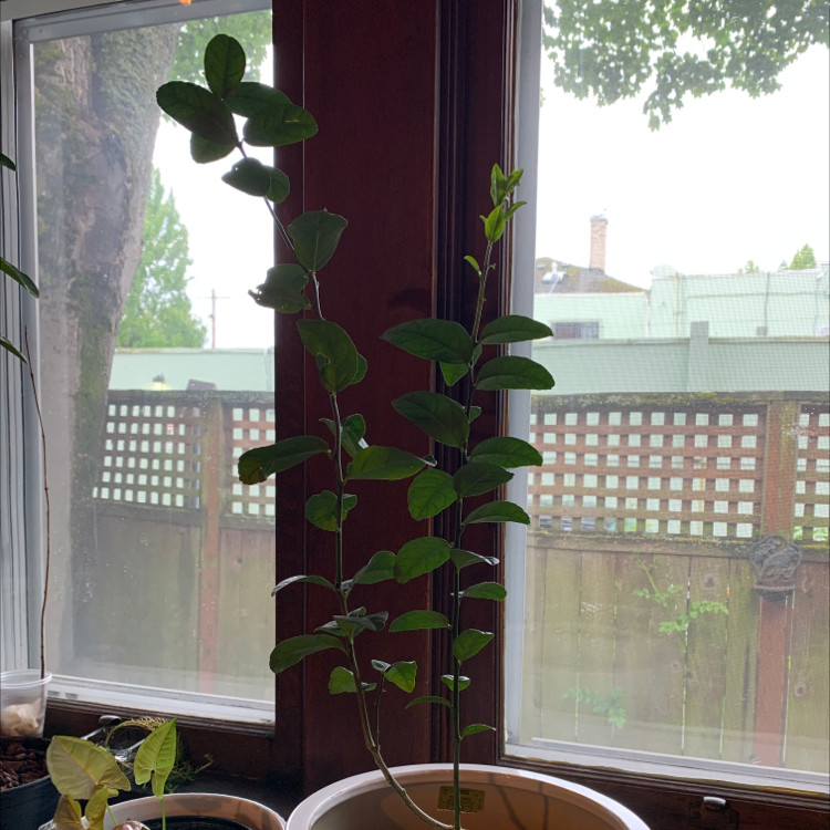 Key Lime Tree indoors near a window, healthy green leaves, soil visible.