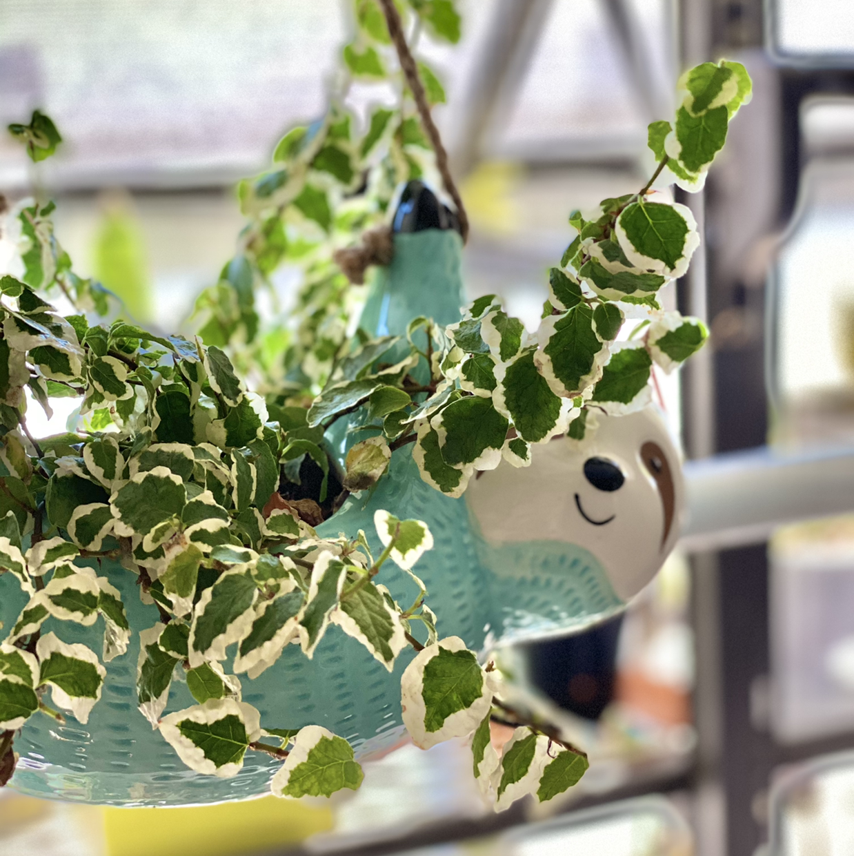 Bellus plant photo by @soul named Osmo on Greg, the plant care app.