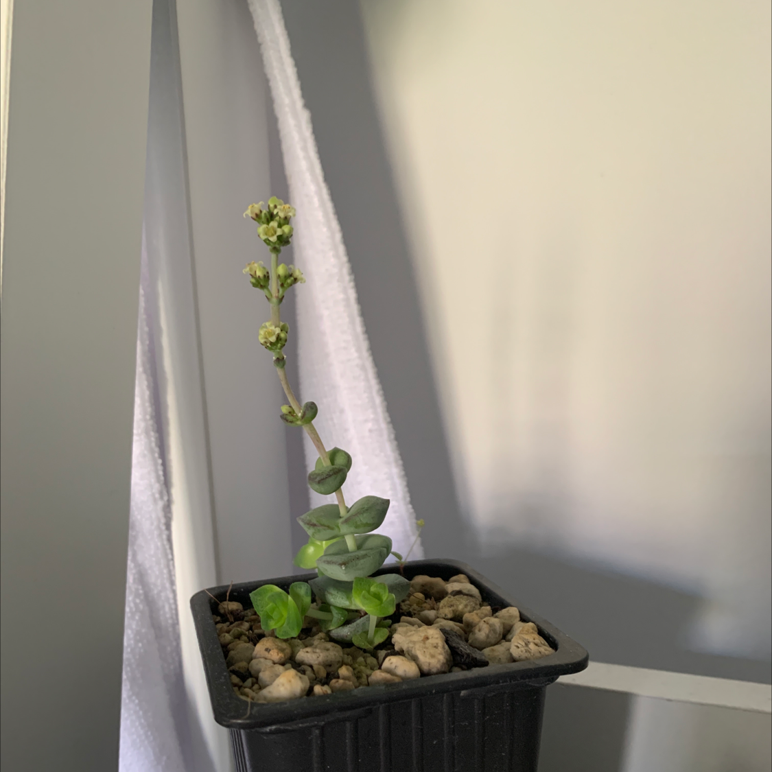 Photo of the plant species Pineapple Succulent by Kiana named SweetPea on Greg, the plant care app