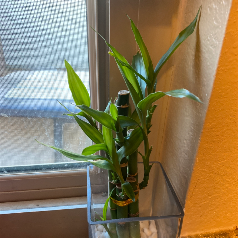 Lucky Bamboo plant photo by @UrLocalTrashPanda named Woot on Greg, the plant care app.