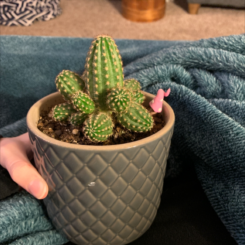 Potted Barbary Fig cactus in a textured pot, held by a hand.