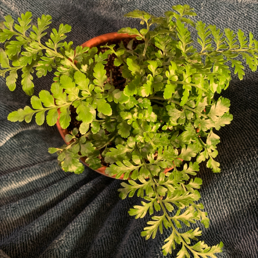 Potted Autumn Fern with vibrant green fronds, appears healthy.