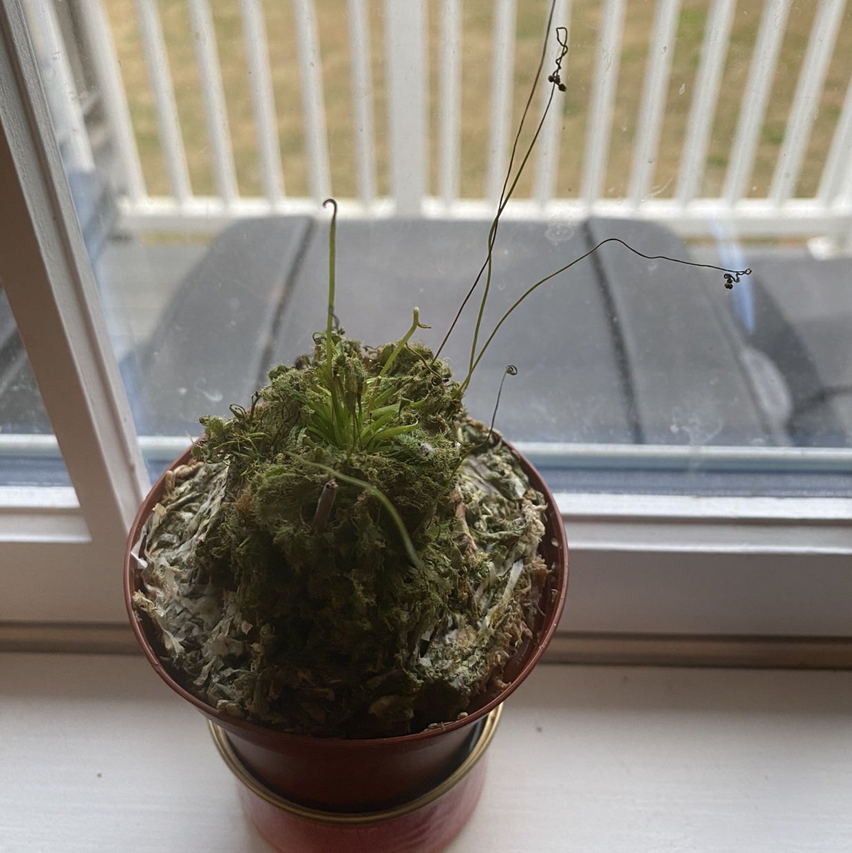 A potted Venus Fly Trap on a windowsill with dried and withered leaves.