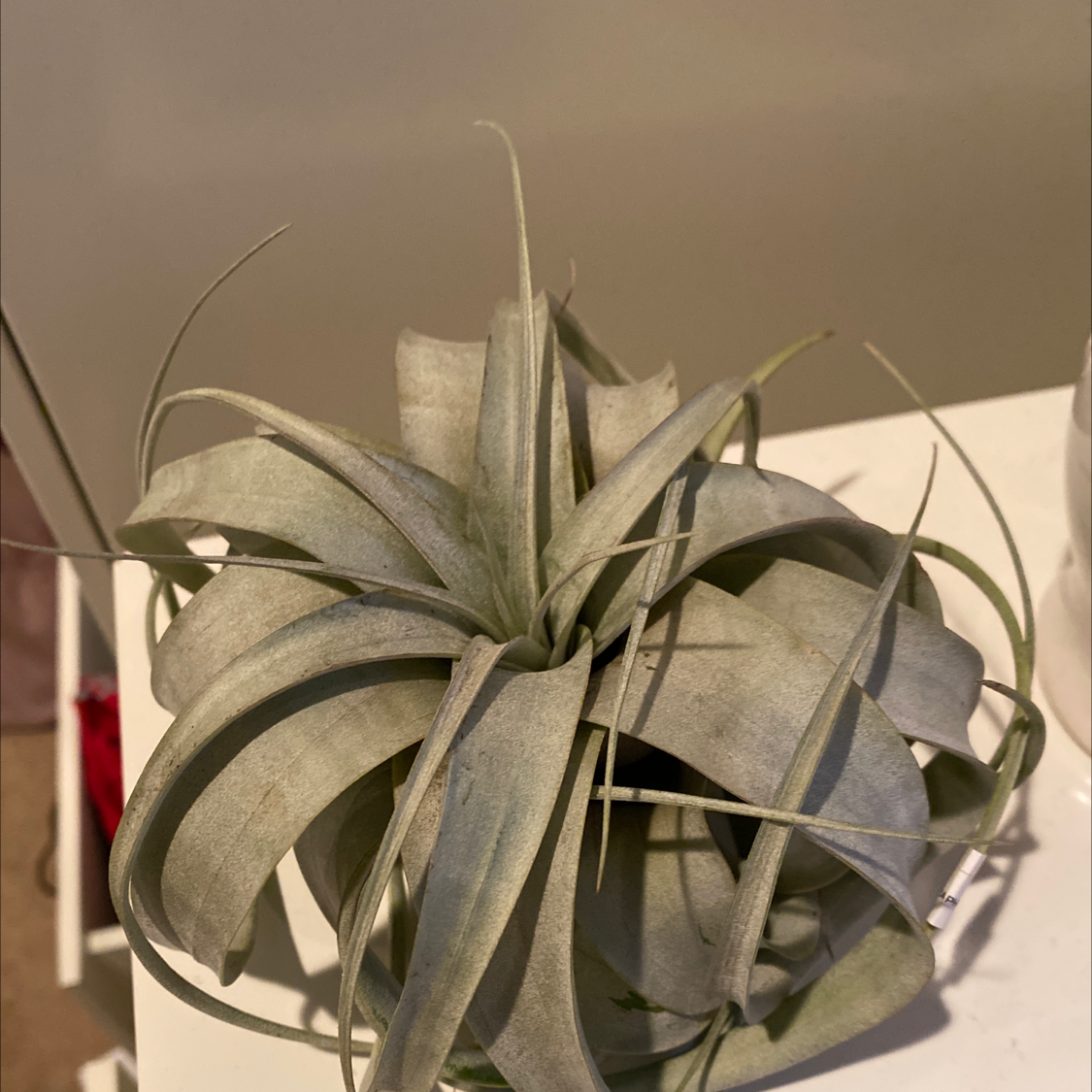 Tillandsia Xerographica plant with silvery-green leaves, well-framed and in focus.