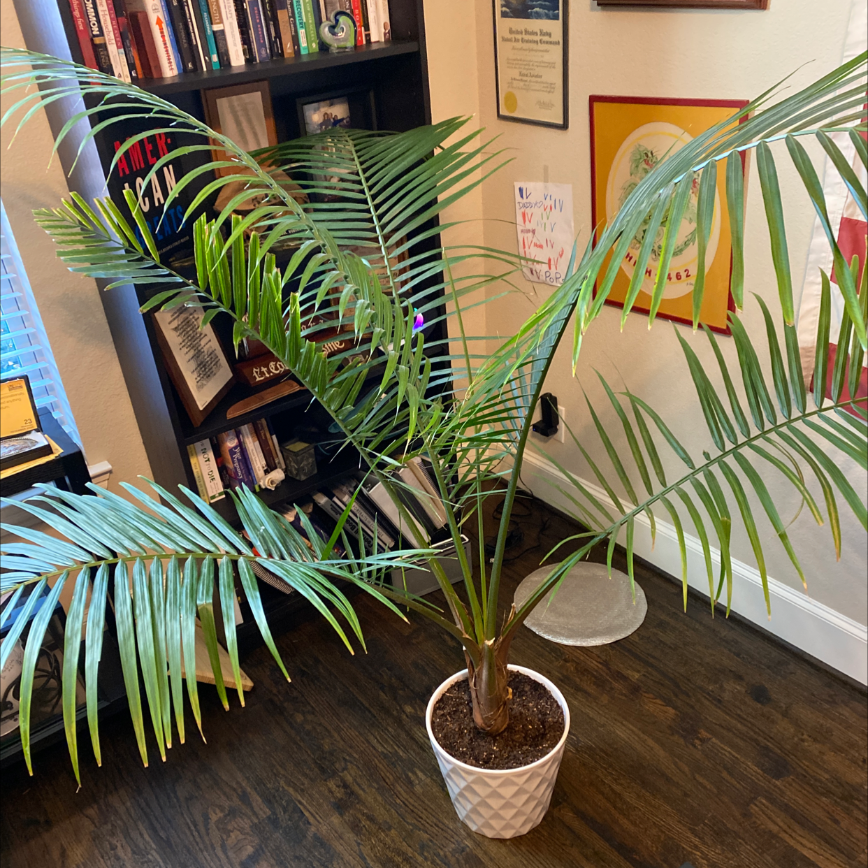 Propagating Your Majesty Palm Stepbystep Guide 👶