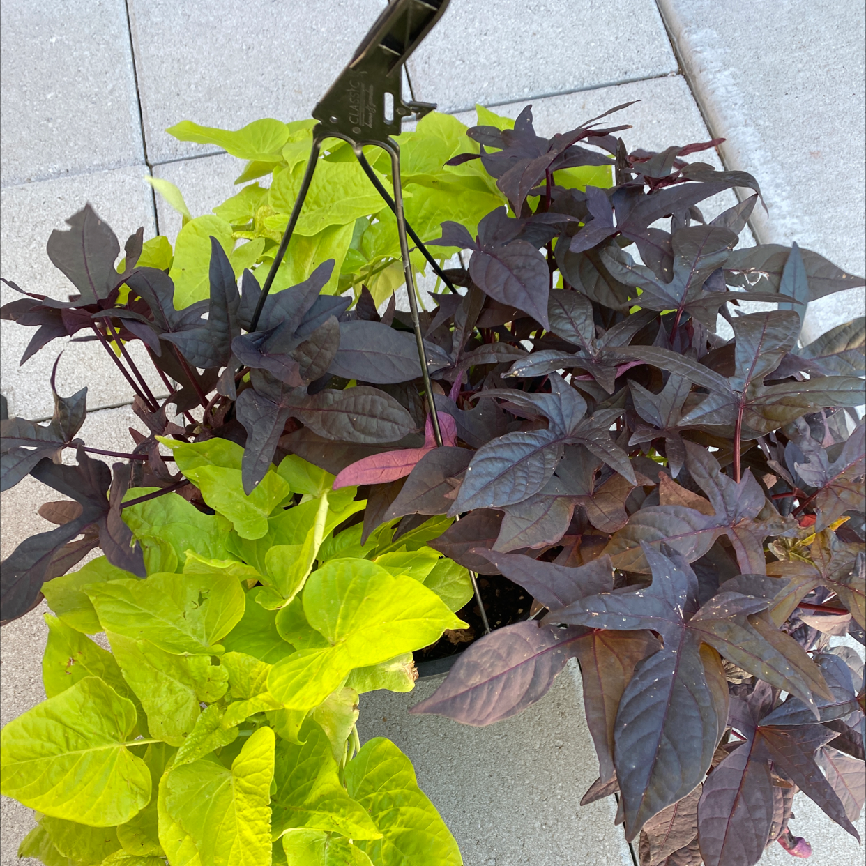 Healthy Sweet Potato Vine plant with vibrant green and purple leaves, thriving outdoors on concrete.
