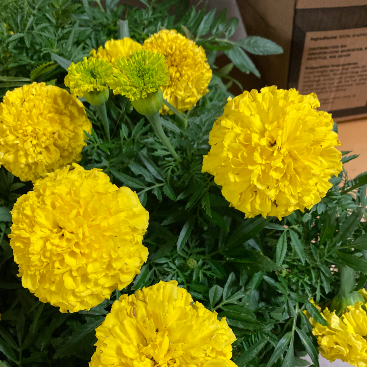 Image of a healthy African Marigold plant with vibrant yellow flowers.