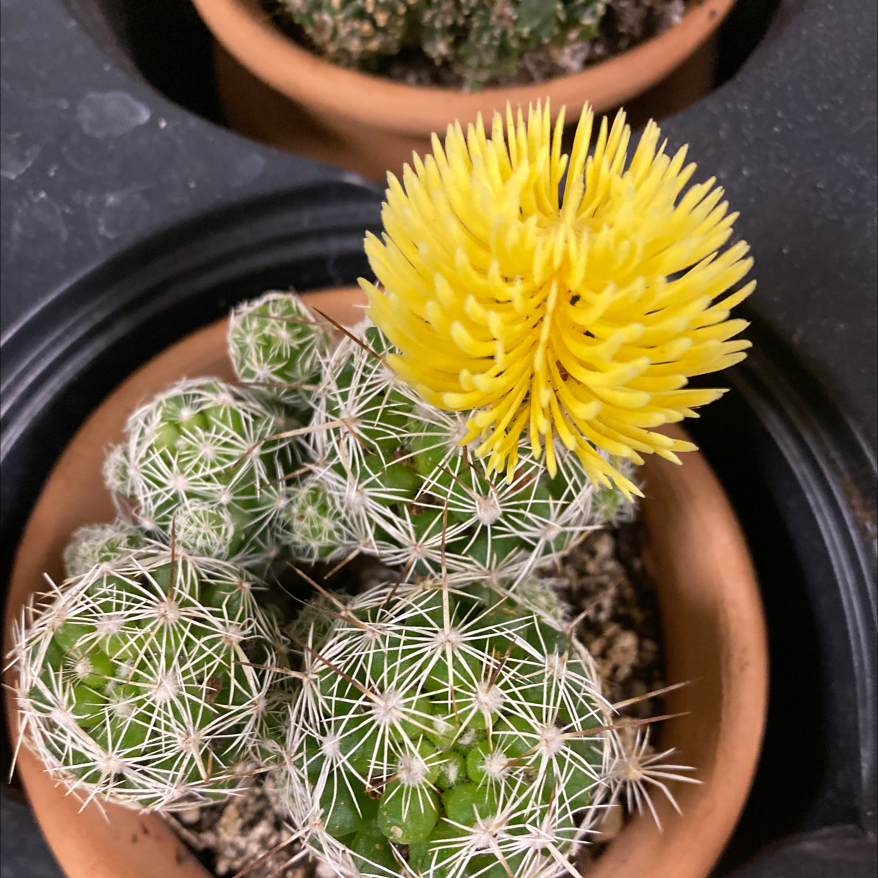 Missouri Foxtail Cactus with a yellow flower in a pot, well-framed and in focus.