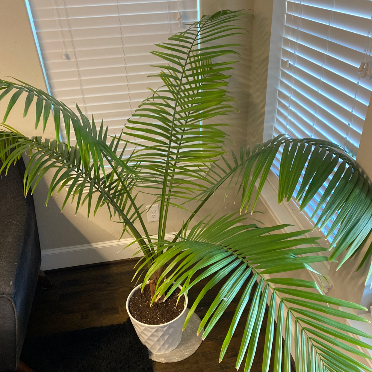 Healthy Majesty Palm in white ceramic pot on wood floor by window, green arching fronds, no disease