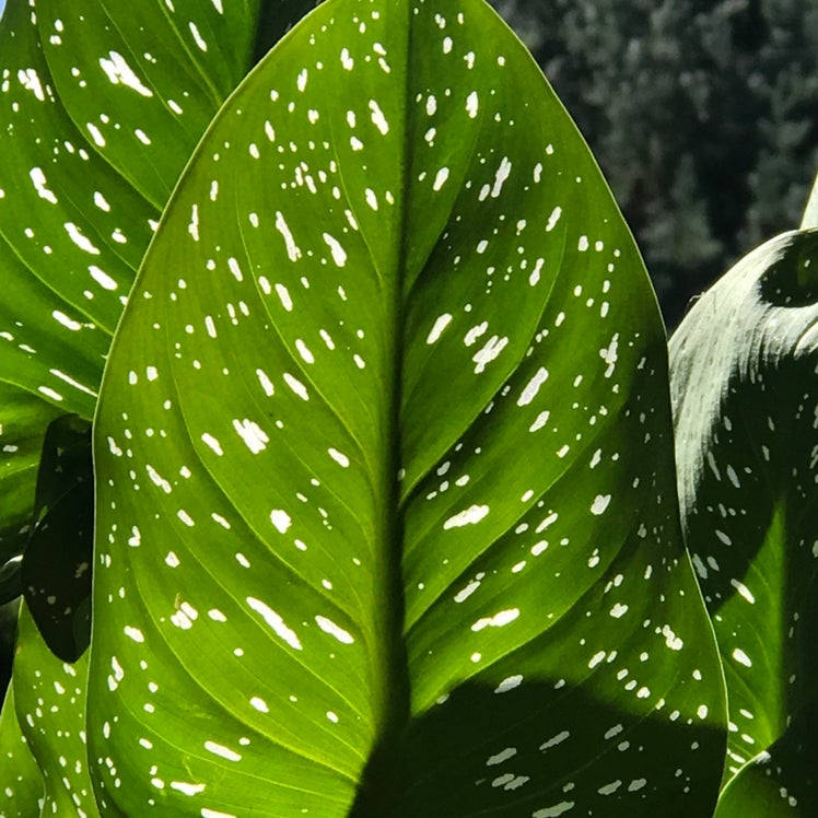Spotted Calla Lily is Toxic to Humans
