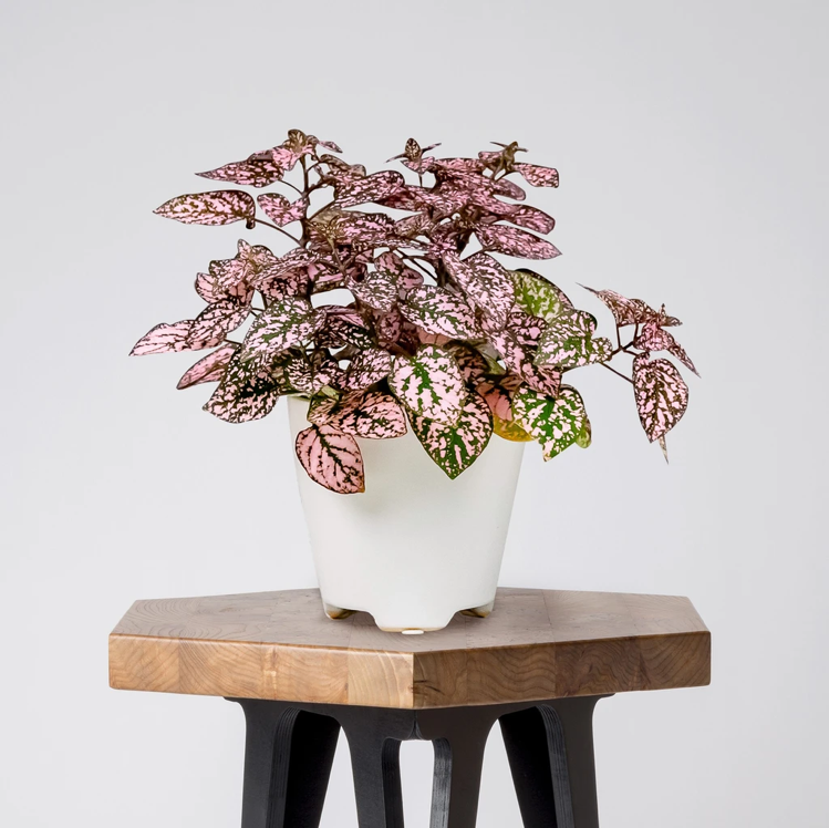 Photo of the plant species Polka Dot Plant by @oliviaa.stephenss named Shaniqua on Greg, the plant care app